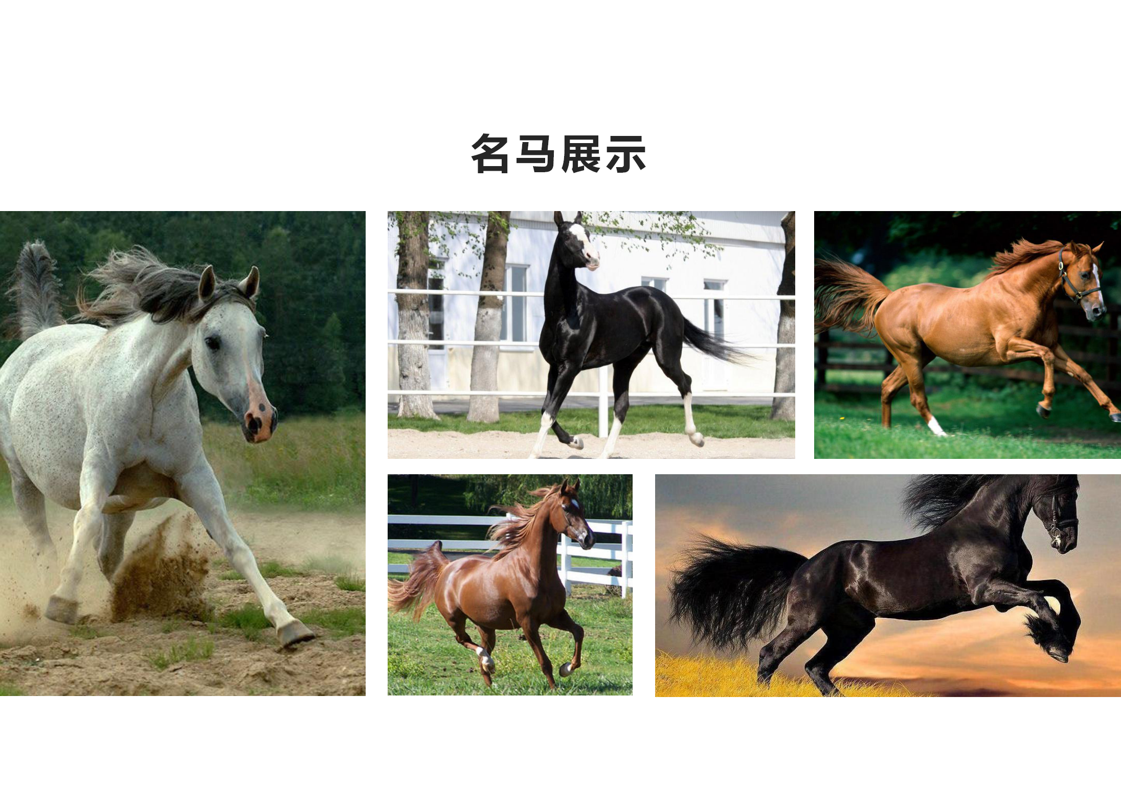 西域天馬之都20120619_10.png